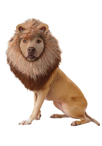 LION DOG COSTUME